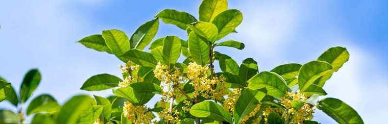 探秘“桂花树”是被子植物的奥秘（了解“桂花树”的分类学特征与生态适应能力）