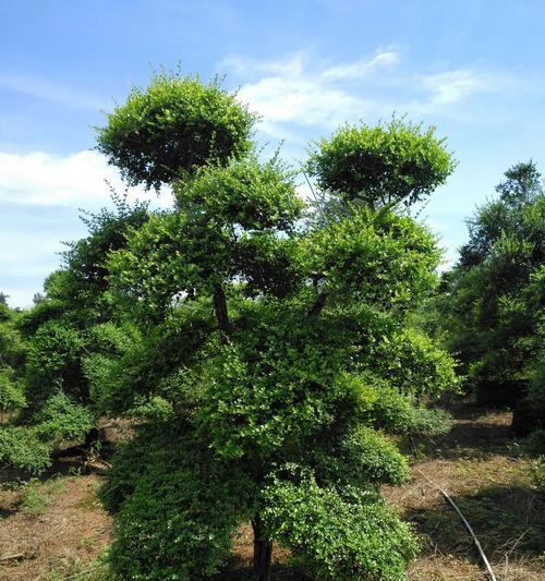 海南适宜种植的树种（透过树木见海南之美）