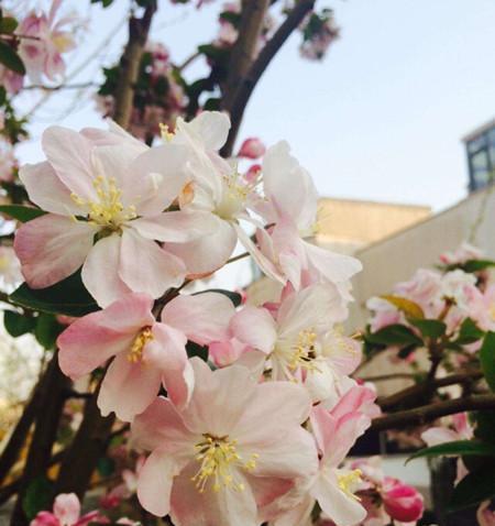 探寻丽格海棠的花期奥秘（一朵花的多姿多彩与短暂的生命——从花期说起）