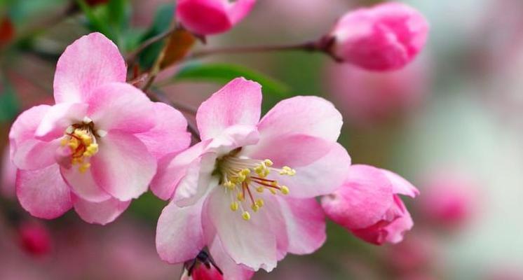 四季海棠花期全解析（揭秘四季海棠花期的花开时间）