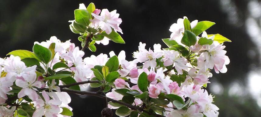 探秘丽格海棠的花期（一年开几次花）