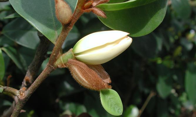 含笑花的花期（一年四季）