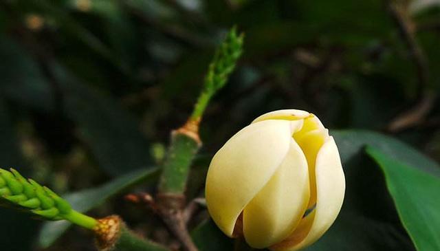 含笑花花期及其生长习性研究（一种美丽的花卉植物）