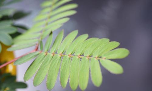 探秘含羞草叶子的形态与特点（神秘而又迷人的“怯懦”之美）