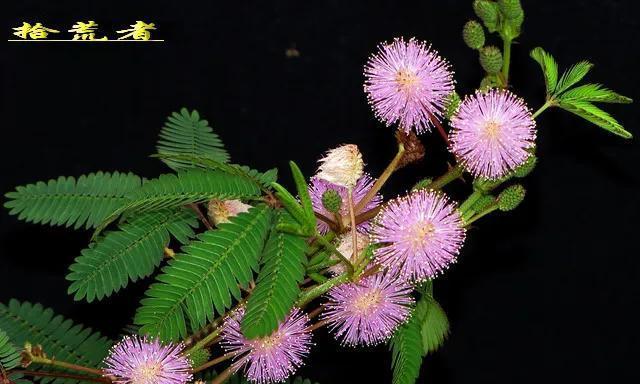 含羞草开花周期详解（含羞草开花时间和因素分析）