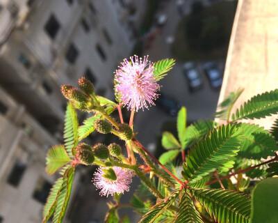 含羞草开花时间和频率的全面解析（一年开几次花）