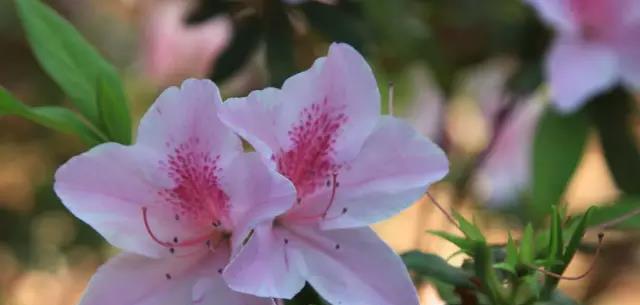 杭州市花——牡丹（探秘杭州市花牡丹的美丽与传说）