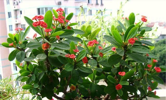 打造室内花园，这些花卉一定不能错过（从种植到养护）