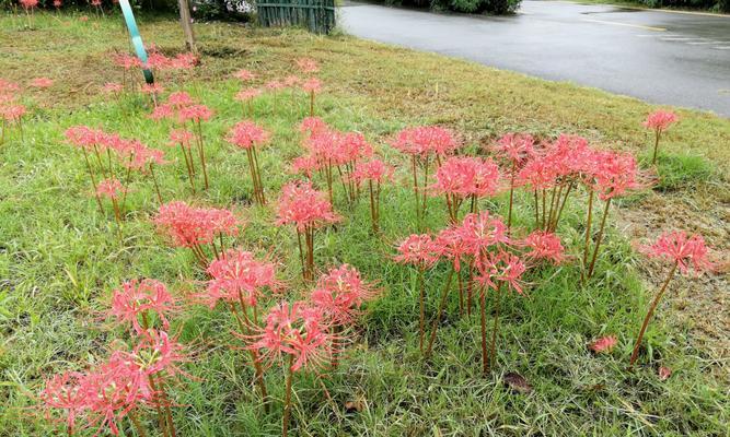 彼岸花外的美丽花卉（发现花海中的惊喜）