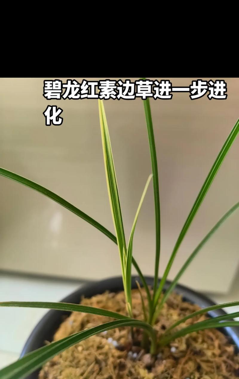 草地上的珍品——草中兰花（草地上的珍品——草中兰花）