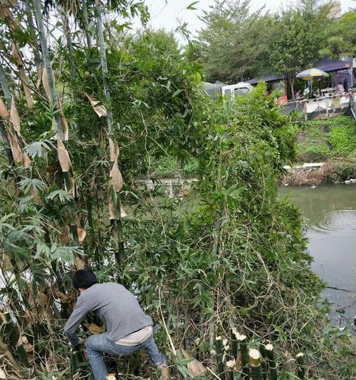 河底淤泥的肥料价值（淤泥）