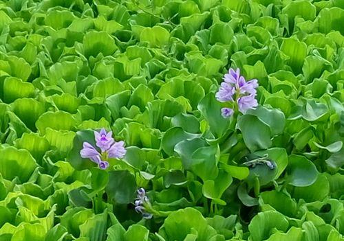 河水浇花的利与弊（探讨河水对植物生长的影响及安全性）