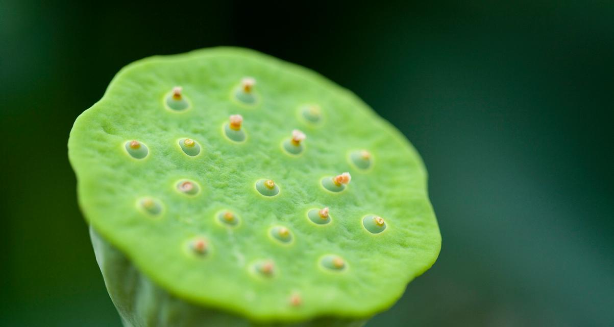 荷花栽种的全面指南（种荷花）