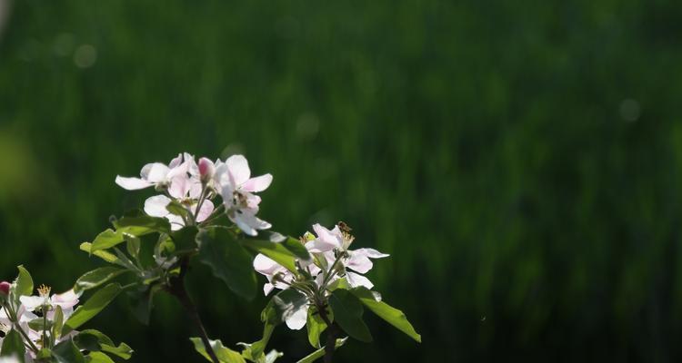 核桃开花的时间和特点（探秘核桃开花的过程及需注意的事项）