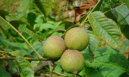 核桃的生长环境条件及特点（探究核桃生长的关键要素与生长特点）