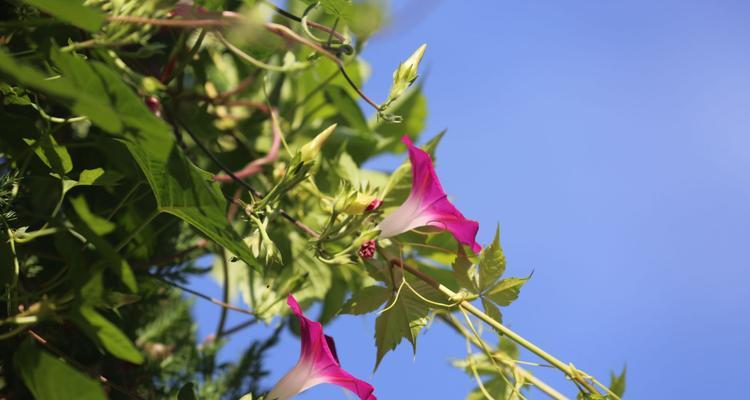 牵牛花的象征意义（探寻牵牛花背后的文化内涵）