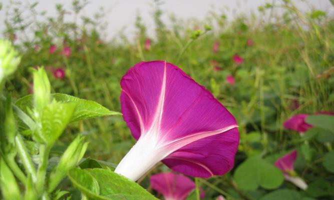 牵牛花（探寻牵牛花的象征意义）