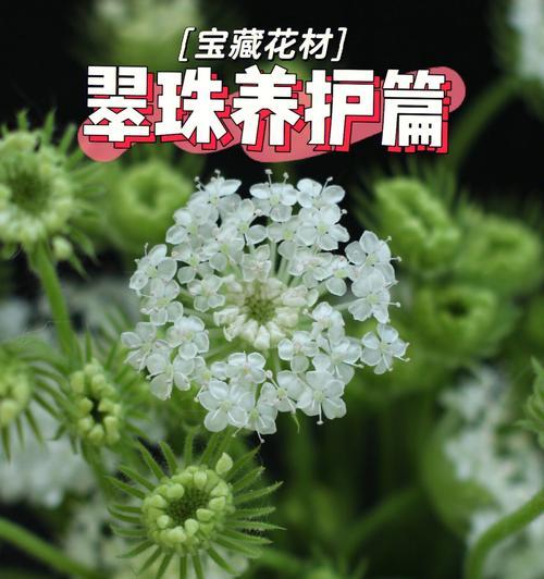 小菊花，绿意盎然的花语（以日系绿色切花小菊花语为主题的花卉文化探索）