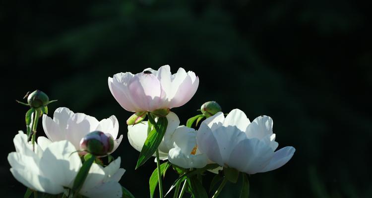 芍药花语（用一朵芍药）