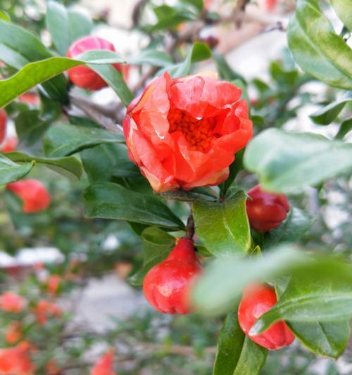 石榴花的花语——爱与希望（探寻石榴花的丰富内涵）