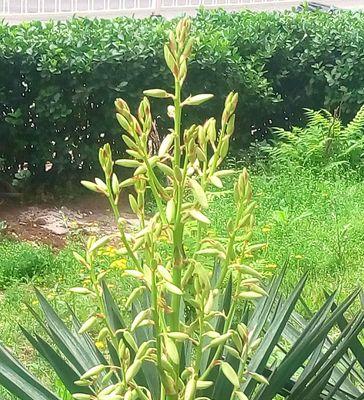 丝兰花的神秘花语与寓意（诠释生命与美的花朵）