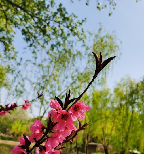 桃花的花语（探寻桃花的花语及其象征的爱情寓意）