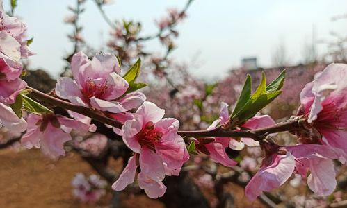 桃花之美（赏花桃花的魅力与特点）