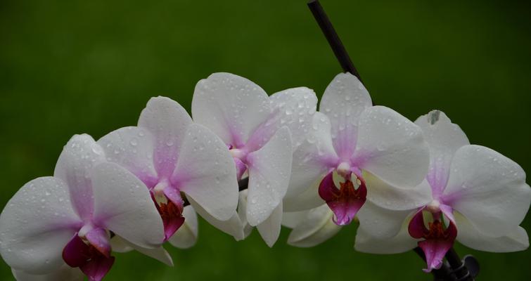 文兰花（追逐美丽与淡雅的文兰花）