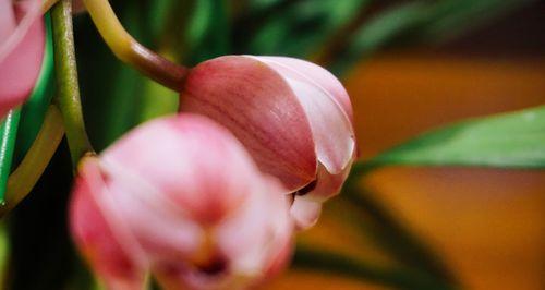 夏兰花语的美丽诠释（探寻夏兰花背后的花语之谜）