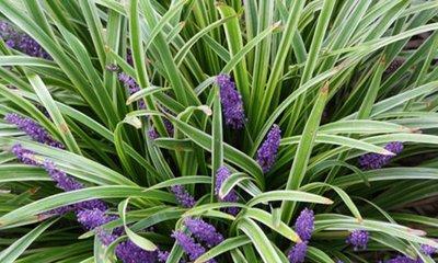 探秘麦冬开花季节——春季最美的花海（时间、特点、赏花地点一应俱全）