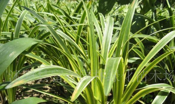 麦冬——一种神奇的中药植物（了解麦冬的功效及应用）