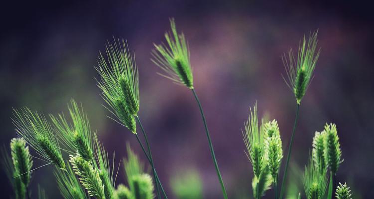 探秘小麦花的颜色奥秘（从视觉）