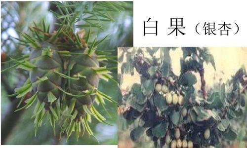 满江红是裸子植物吗？——探讨满江红植物分类