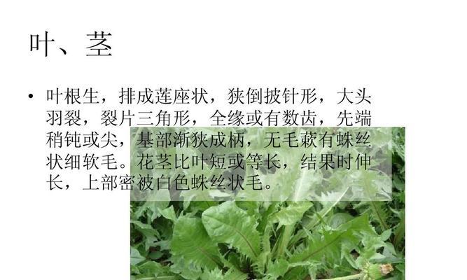 蔓菁的功效与作用及食用方法（健康生活从蔓菁开始）