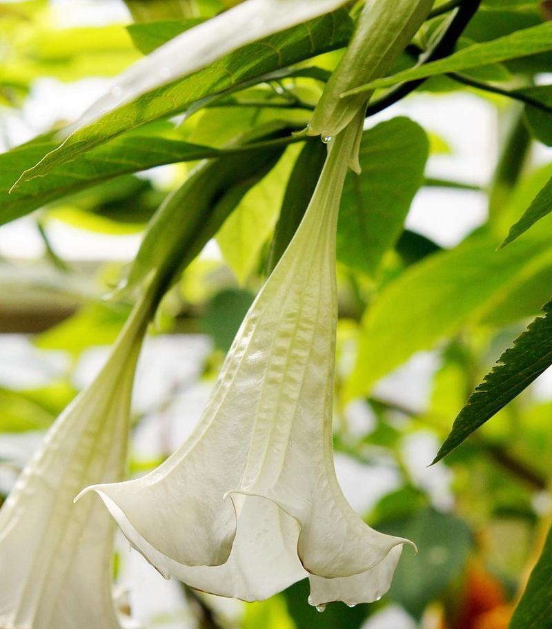 曼陀罗开花时间与花期（揭秘曼陀罗开花的秘密和花期变化规律）