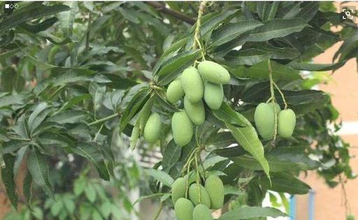 芒果北方种植探究（适应性分析与栽培技巧）