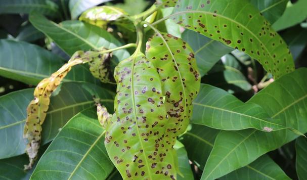 芒果病虫害防治技术与方法（全面掌握芒果种植中的病虫害防治方法）