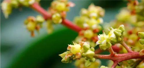 芒果催花全攻略（科学施肥）