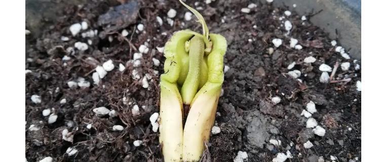 如何种植芒果核（从芒果核到芒果树）