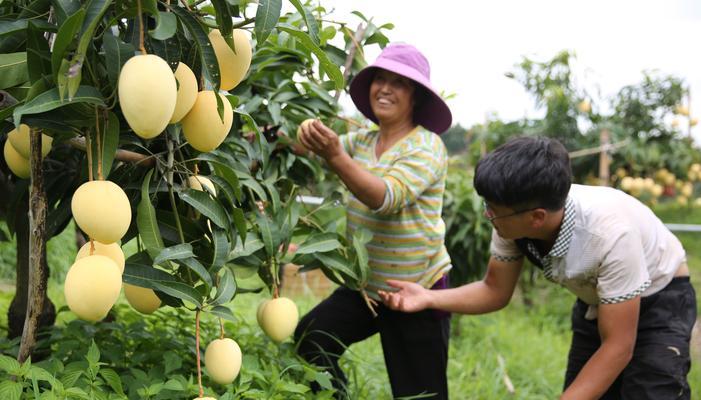 芒果成熟采摘时间详解（了解芒果成熟的时期和采摘技巧）