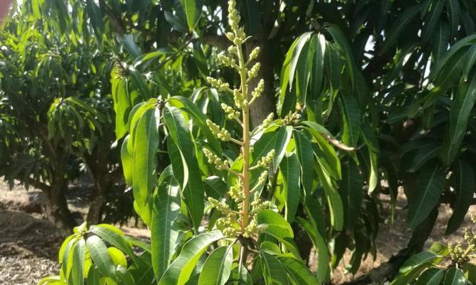 芒果开花结果的季节和知识