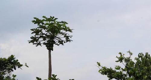 芒果树的养护之晒太阳（了解芒果树的日照需求）