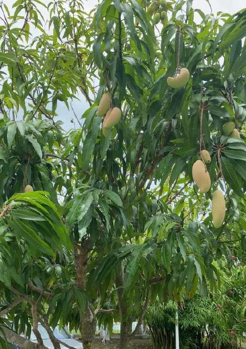 芒果树的阳光喜好及养护（探究芒果树对阳光的需求）