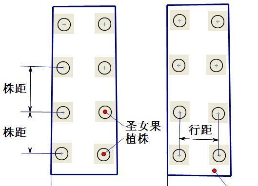 水杉种植间距的选择及影响因素（合理的间距）