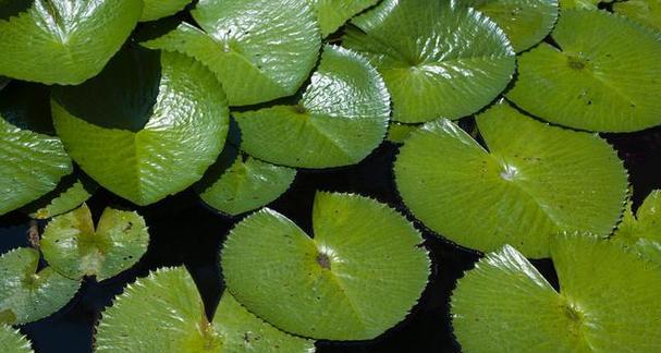 水生植物的生长环境与生长需要（探秘水生植物的适宜条件与栽培技巧）