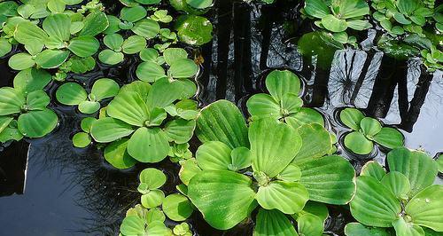 认识常见的水生植物（探索水中绿色世界）