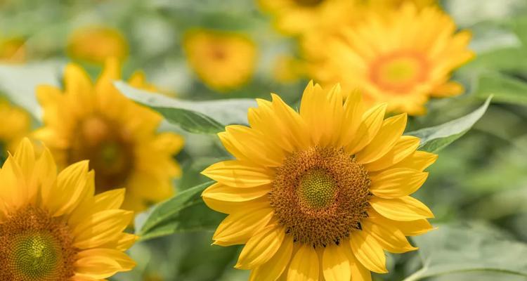 《花开伤感，花谢相思》（揭秘伤感花的花语）