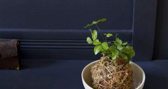 水苔多肉组合种植指南（用水苔营造多肉小天地）