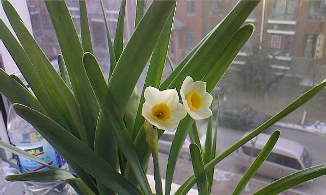 水仙花为何不开花（探究水仙花不开花的原因及解决方法）