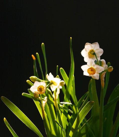 水仙花（美丽的水仙花外形与生长环境详解）